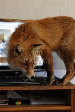 Damian Test, ,  Escort